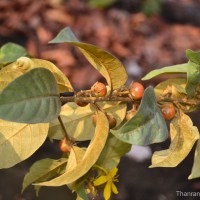 Hugonia ferruginea Wight & Arn.